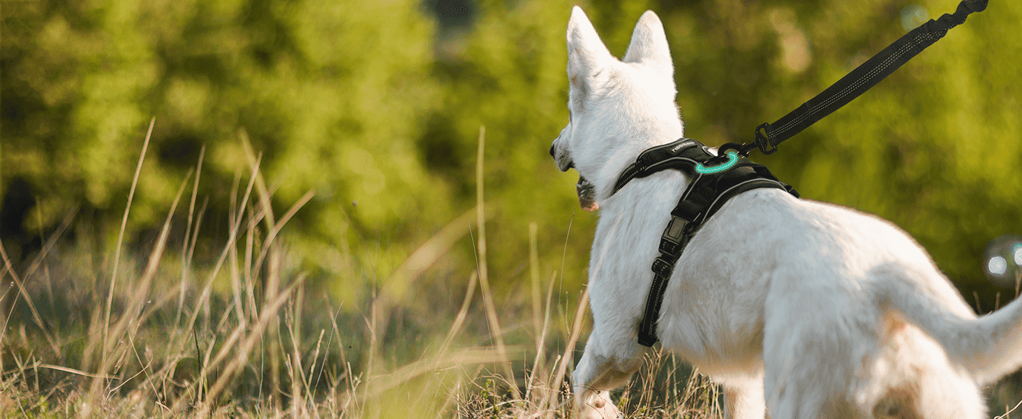 Reflective Dog Harness Vest in USA | Only E-Shop